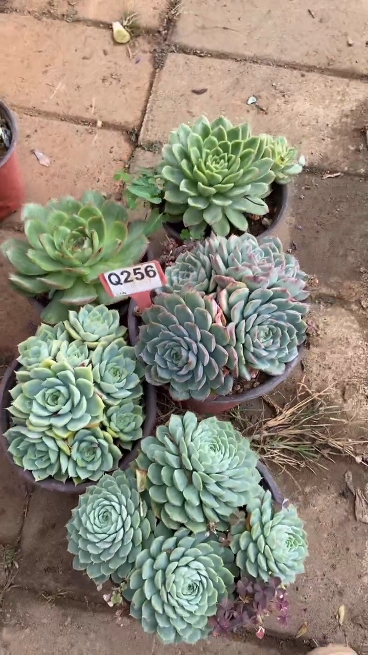 Q256多肉组合默认脱土发货