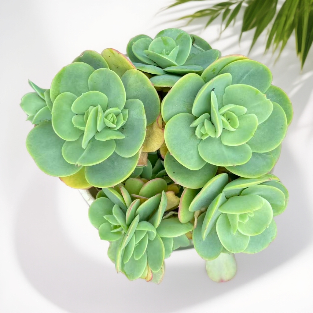 精品多肉老桩鸡蛋碧桃整桩无砍适合室内外养新手好养活