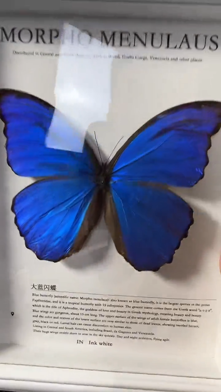 大蓝闪蝶欧版相框