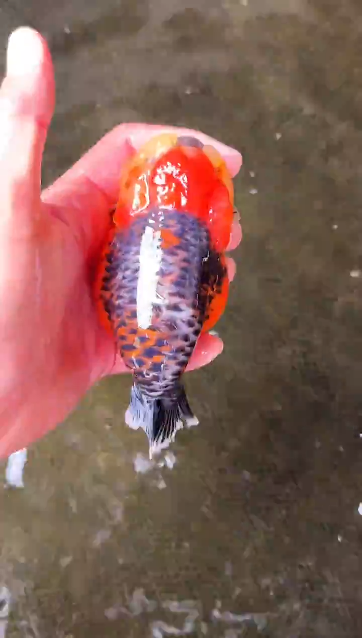 金鱼海**生水娃娃观赏鱼兰寿金鱼 不包邮
