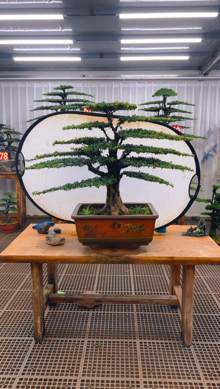 无花朵冰*精品盆景直播间一物一拍