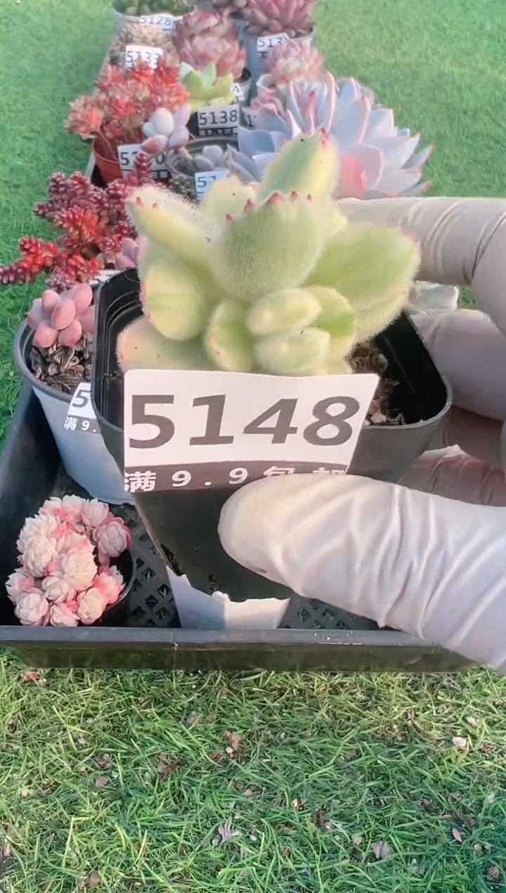 【闪购商品】信福多肉一物一拍1