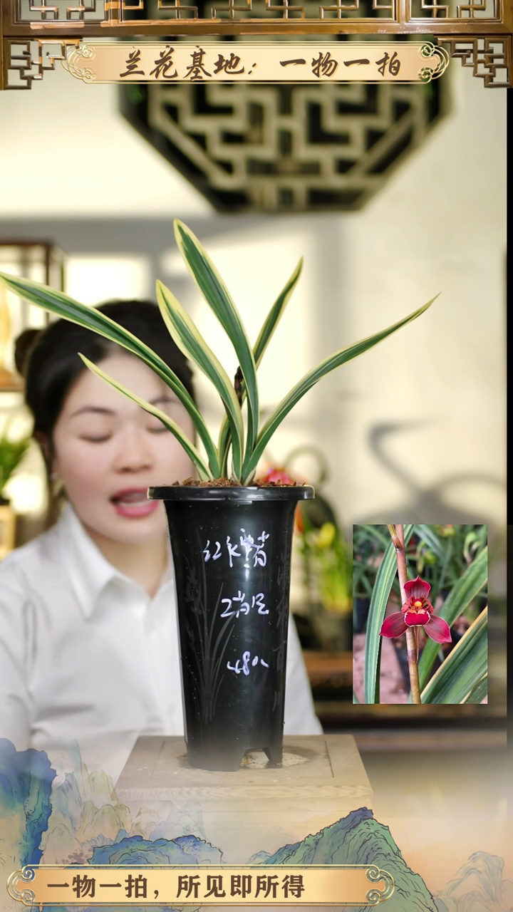 全部花苞红神荷苗花苞