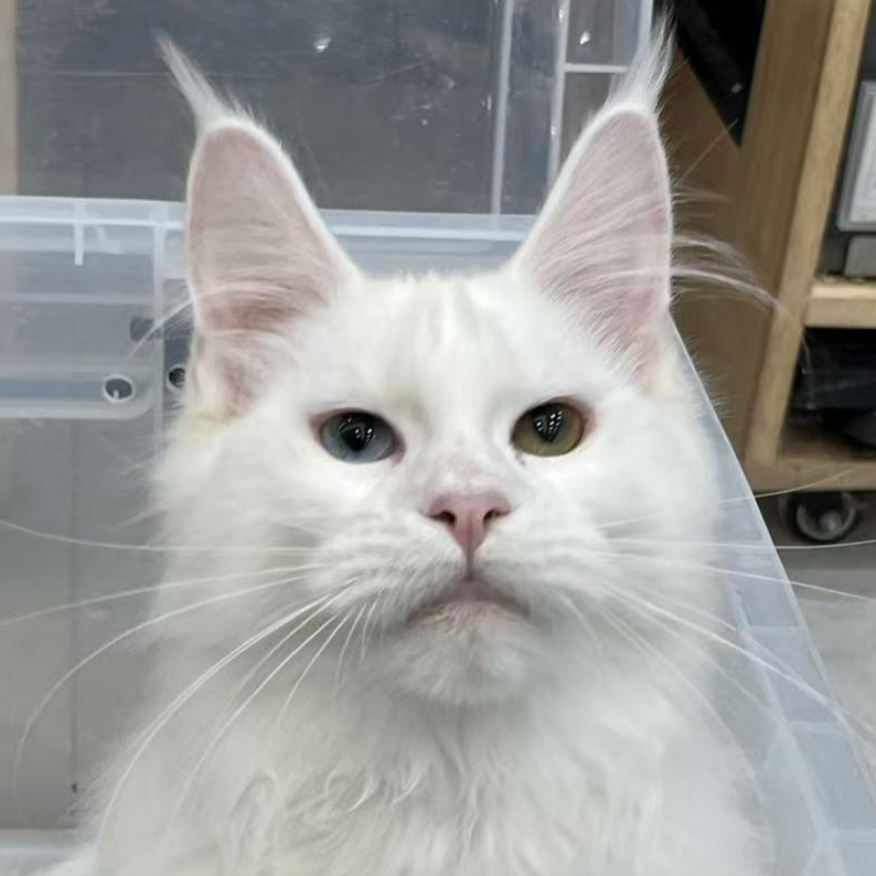 来了姊妹-纯白异瞳缅因猫 弟弟 42
