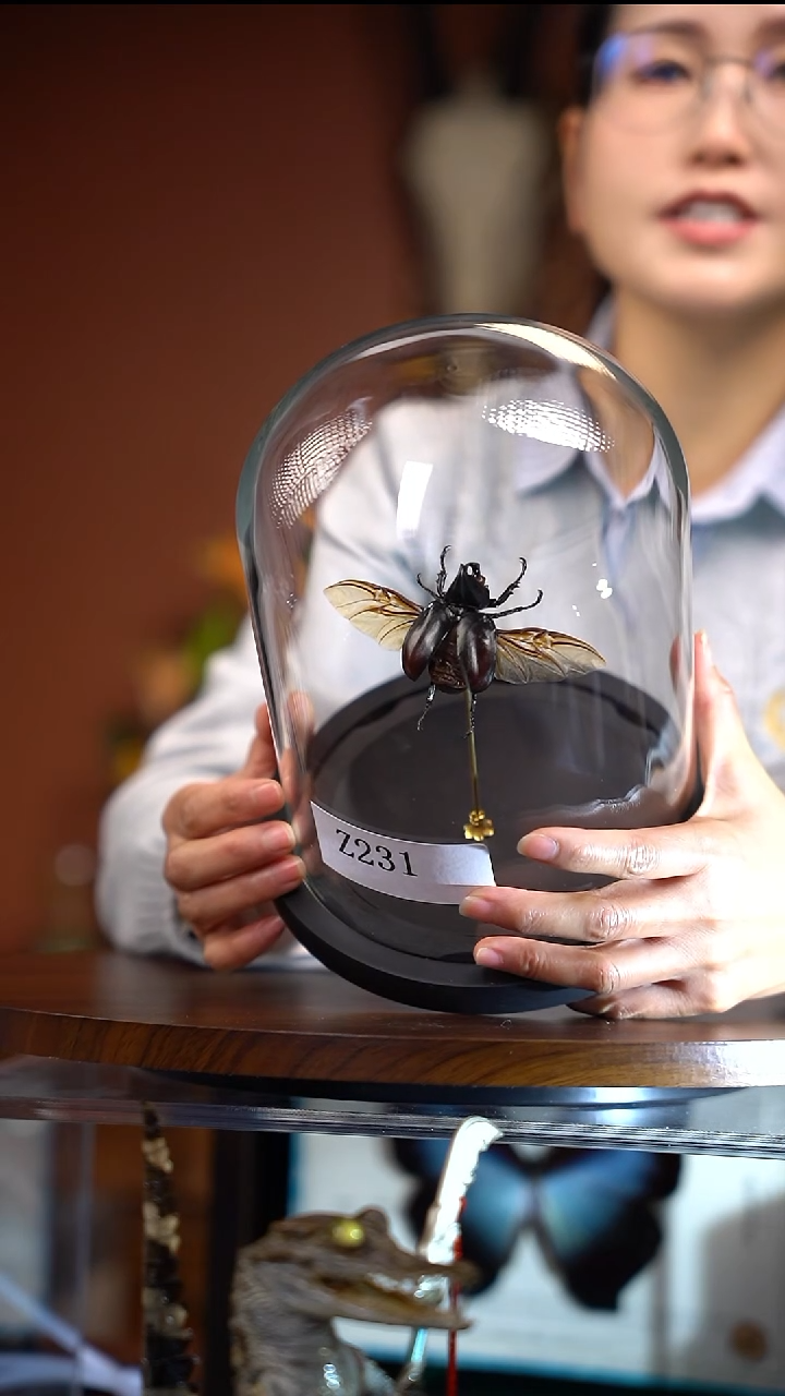 Z231          已展翅的昆虫