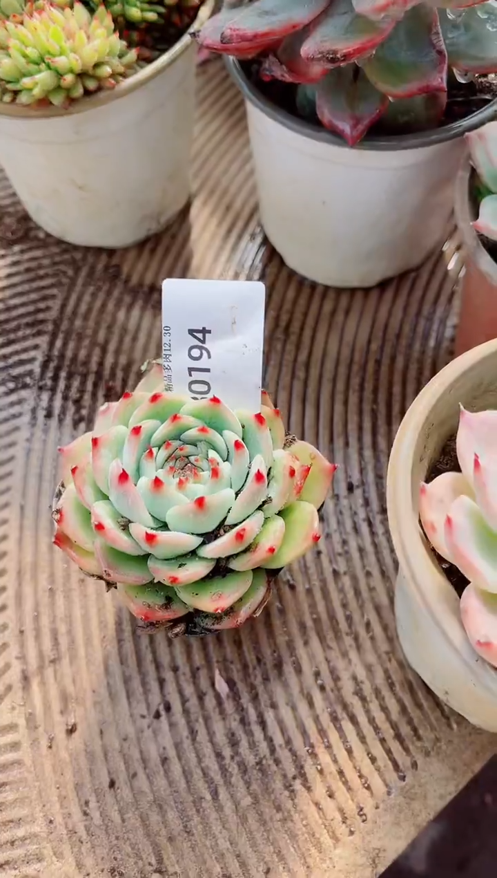 微**雨跃跃精品多肉30194