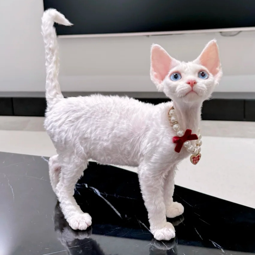 【马小咪德文卷】活体猫咪