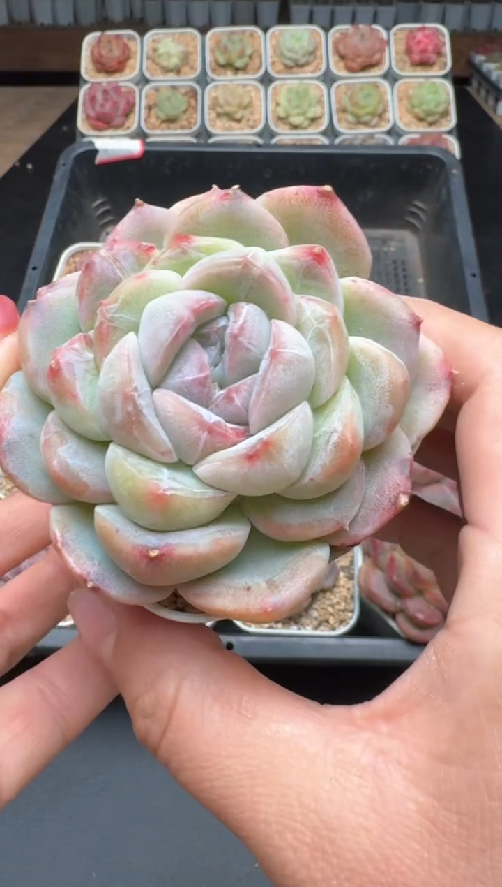 【闪购商品】819B物拍多肉带盆土6.5杯拍3颗包柚