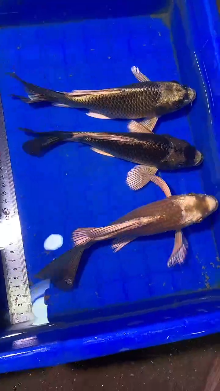 蝴蝶鲤鱼蝴蝶鲤直播选鱼专用链接 凭开箱视频售后