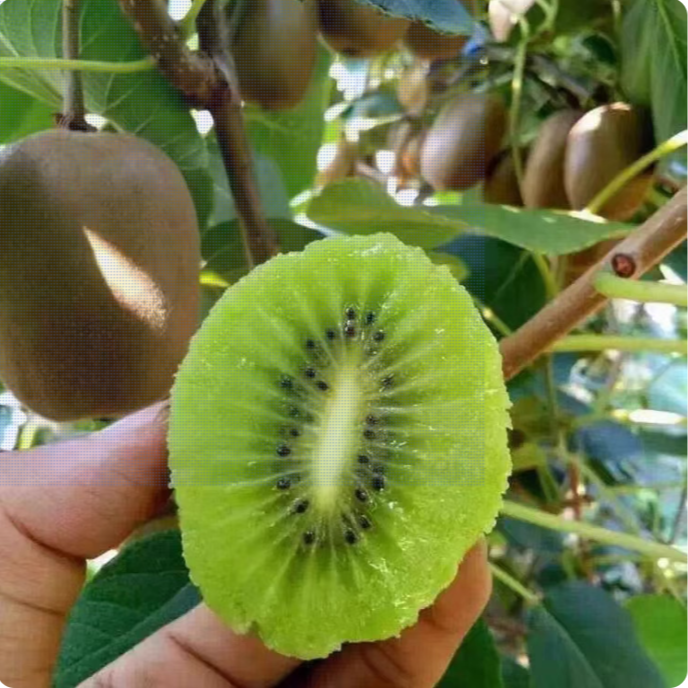 【现摘现发】济南南部山区 南邱猕猴桃桃基地 碧玉 中大果5斤