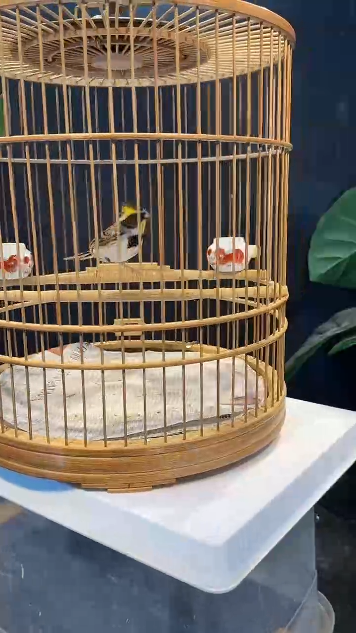 57号  虎头凤养笼  0元起拍