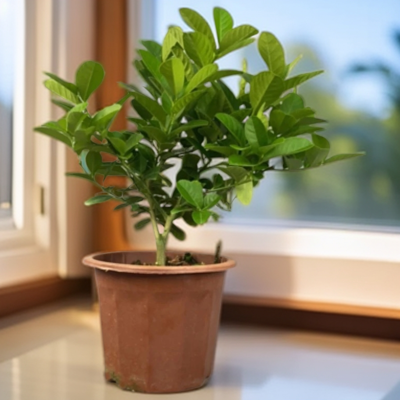 广东四季香水柠檬绿植盆栽喜水喜阳好养活无花无果