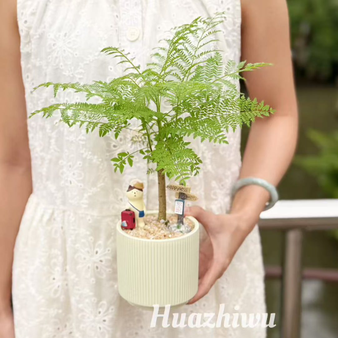 造型蓝花楹马醉木盆栽盆景室内阳台办公室绿色精致美观花卉绿植