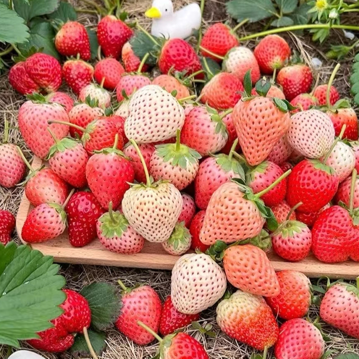 【精品穴盘苗】福利款新手草莓苗真红美玲建德白露奶油草莓盆栽地栽