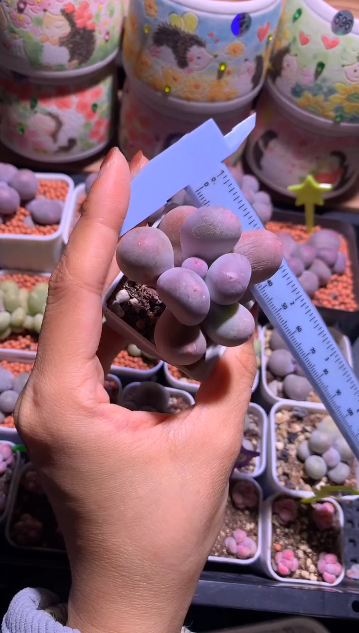 韩国米可奶酪，满28包邮，不满发一个叶片到付