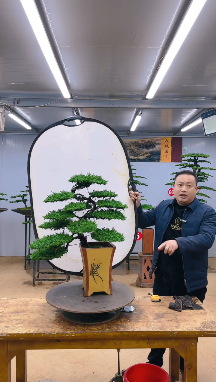 【闪购商品】精品盆景  一物一拍