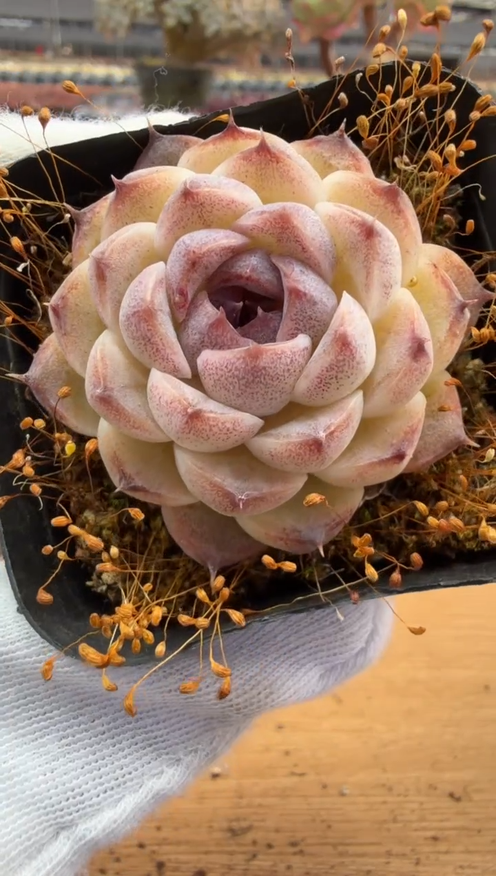 东云多肉园二店-304