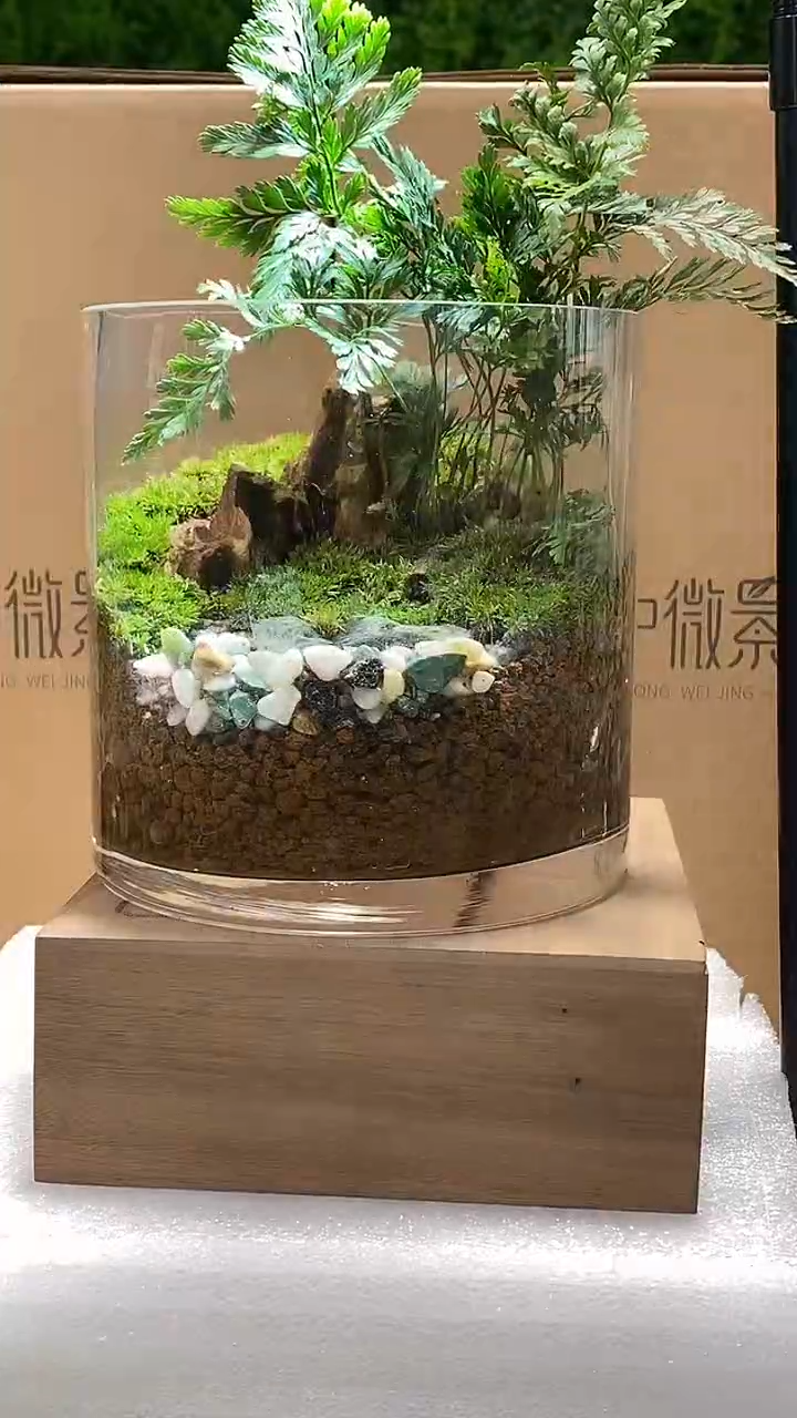 【闪购商品】狼尾蕨款