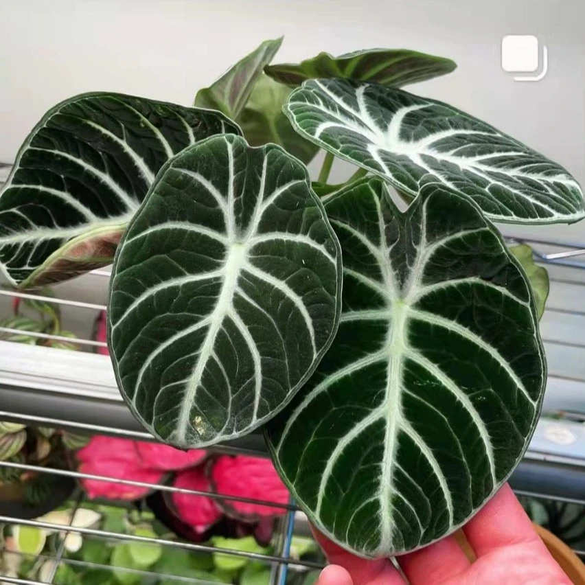 【如意】盆栽绿植忍者海芋