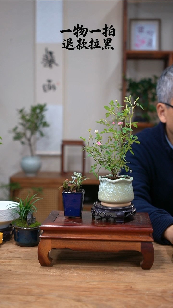 完全开放迷****瑰月季+网纹草024