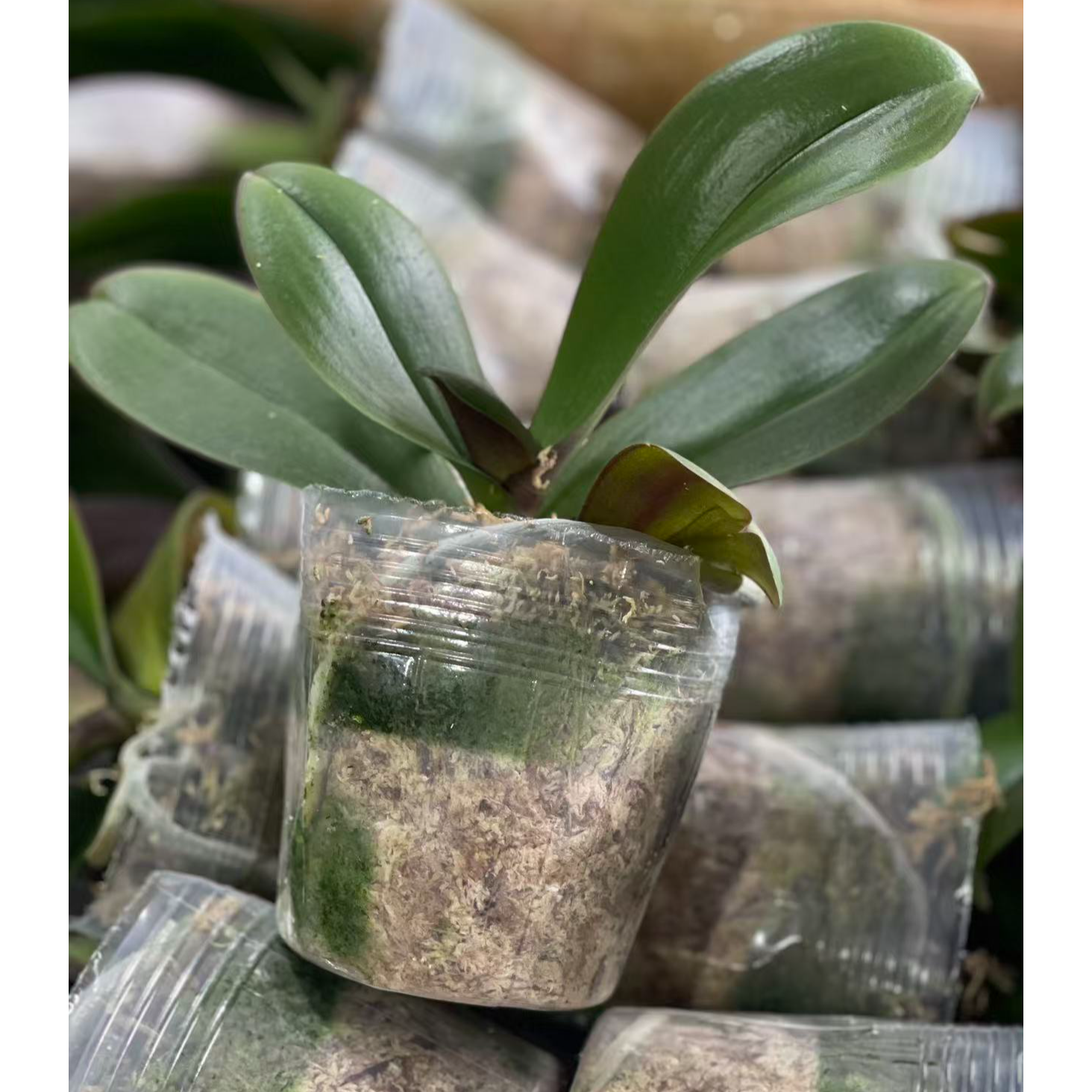 【5】棵]蝴蝶兰新苗，杯寸以直播间为主