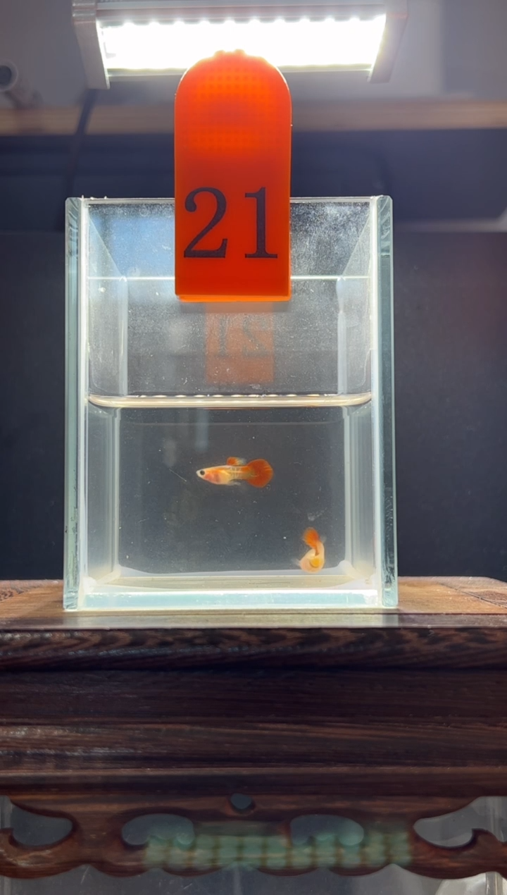 孔雀鱼银河普通体21