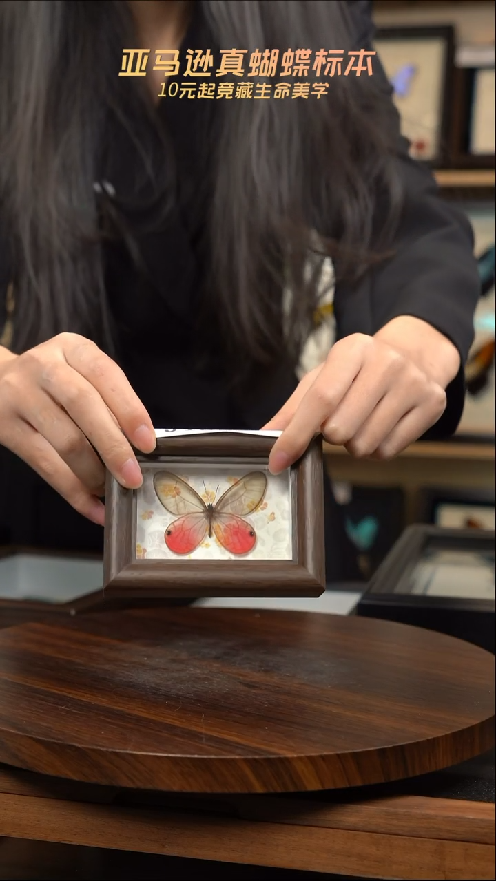 玫瑰绡眼蝶冰箱贴标本摆件j123