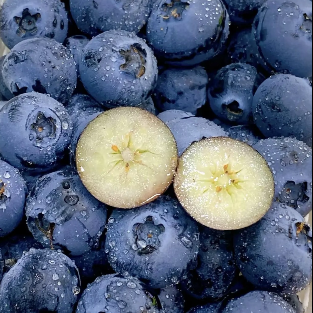 【现货】云南花香蓝莓当季新鲜酸甜大果（顺丰/京东）全国多仓发货