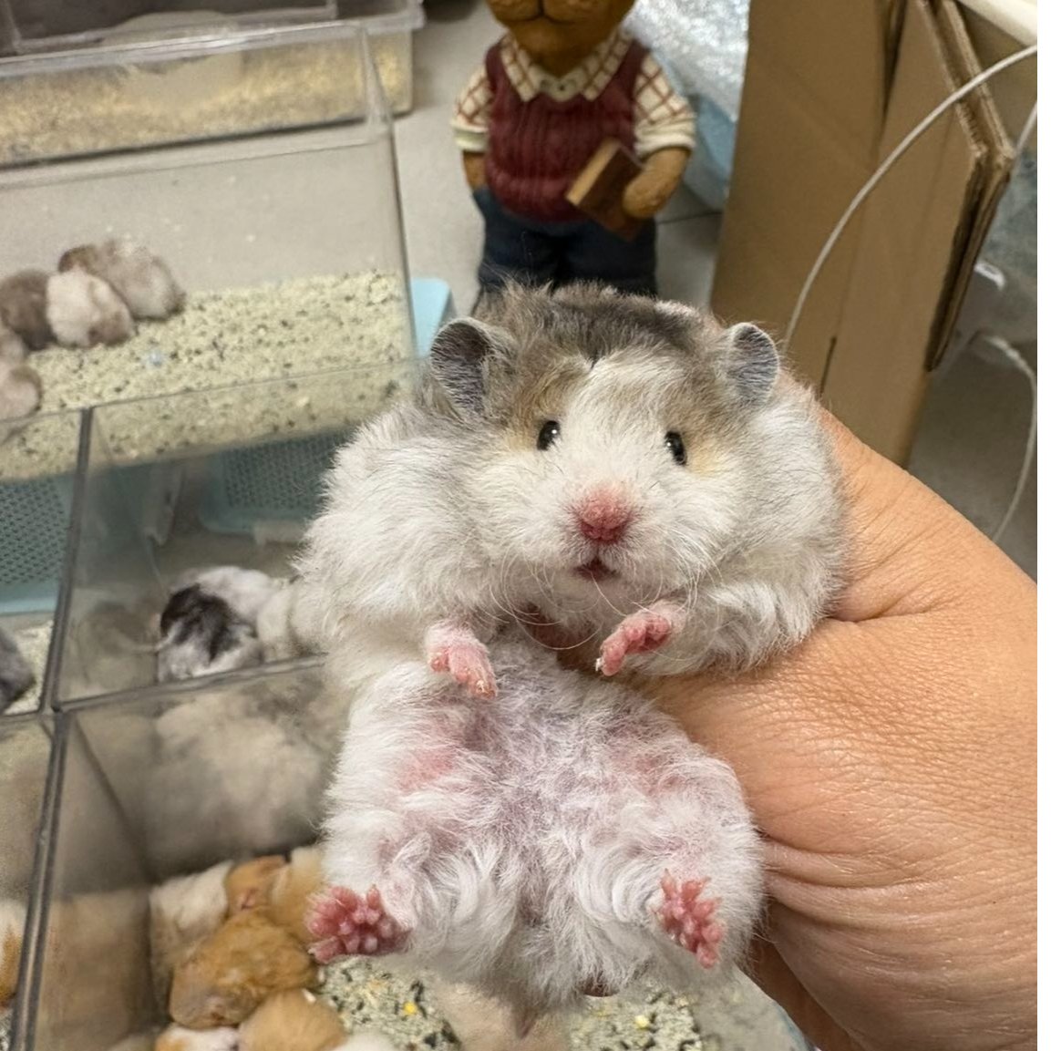 家养长毛金丝熊仓鼠可爱健康直毛卷毛波利纹活包风险运输