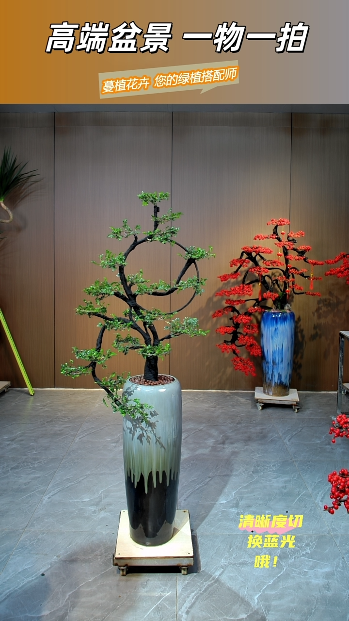 当前无花朵，栽培后可花朵狂*落地款-小叶紫檀