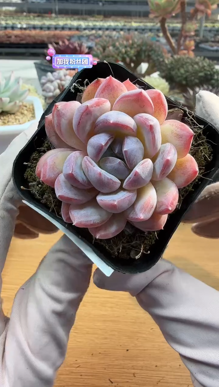 东云多肉园二店-232