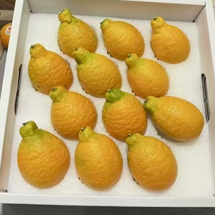 【带杯发货】新品种 金蛋柑果苗
