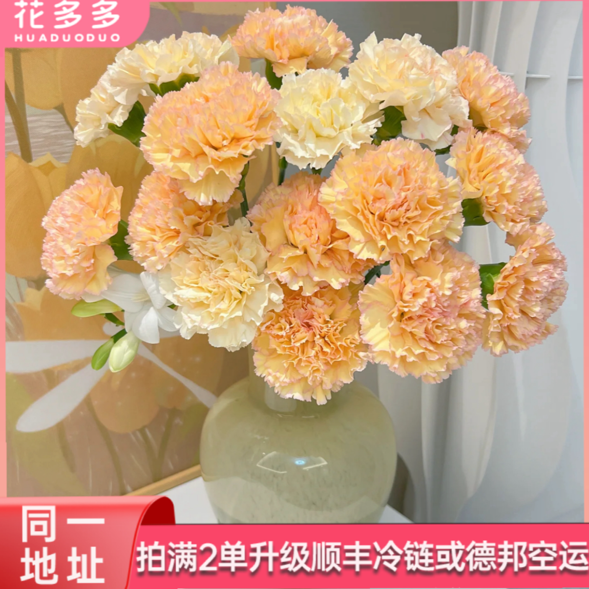 【可可西里】单头康乃馨20支 全场鲜花任意满两单升级冷链