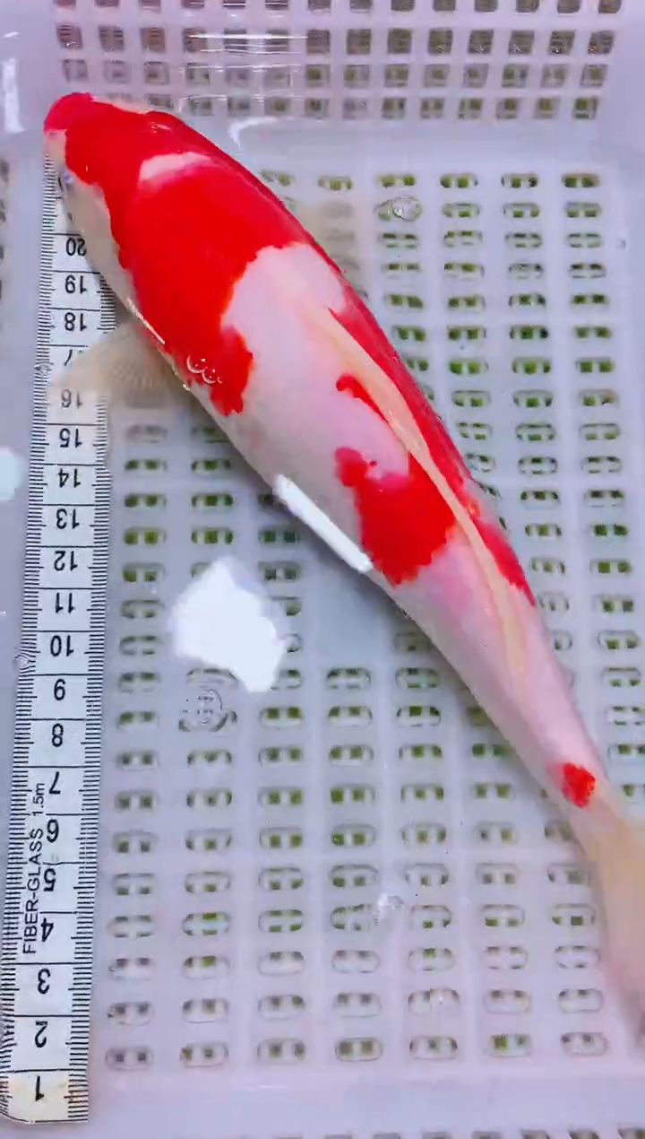 锦鲤血统锦鲤全场包邮52