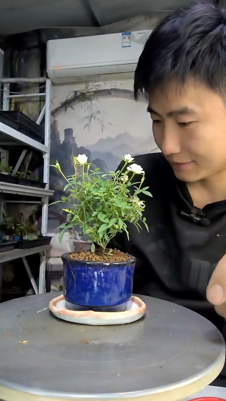 总****尖中青园艺一物一拍61