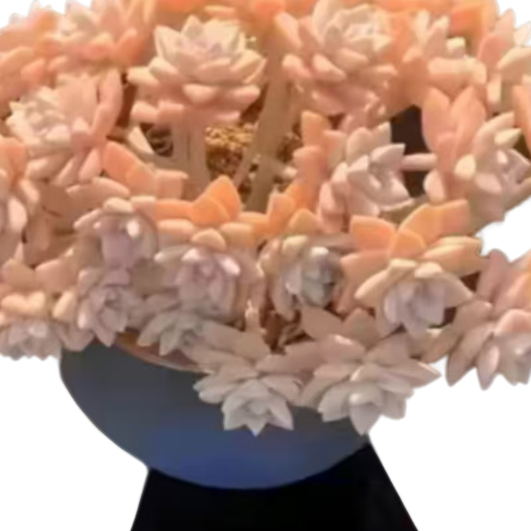 淡雪板子缀新手好养云南昆明发货精品多肉绿植园艺种植多肉