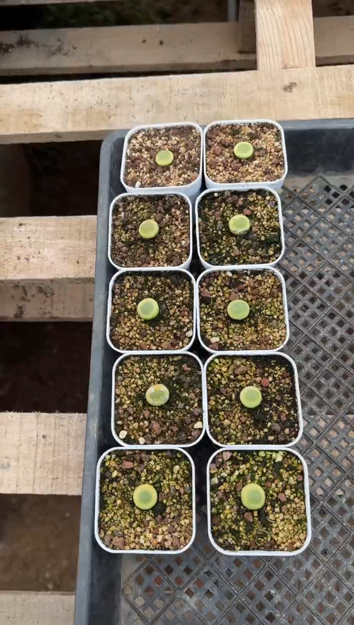 【闪购商品】1/23-8.桃尻娘拉登一颗