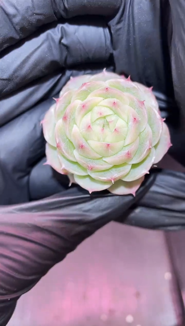 闪购894  神音多肉一颗  3.8-4厘米