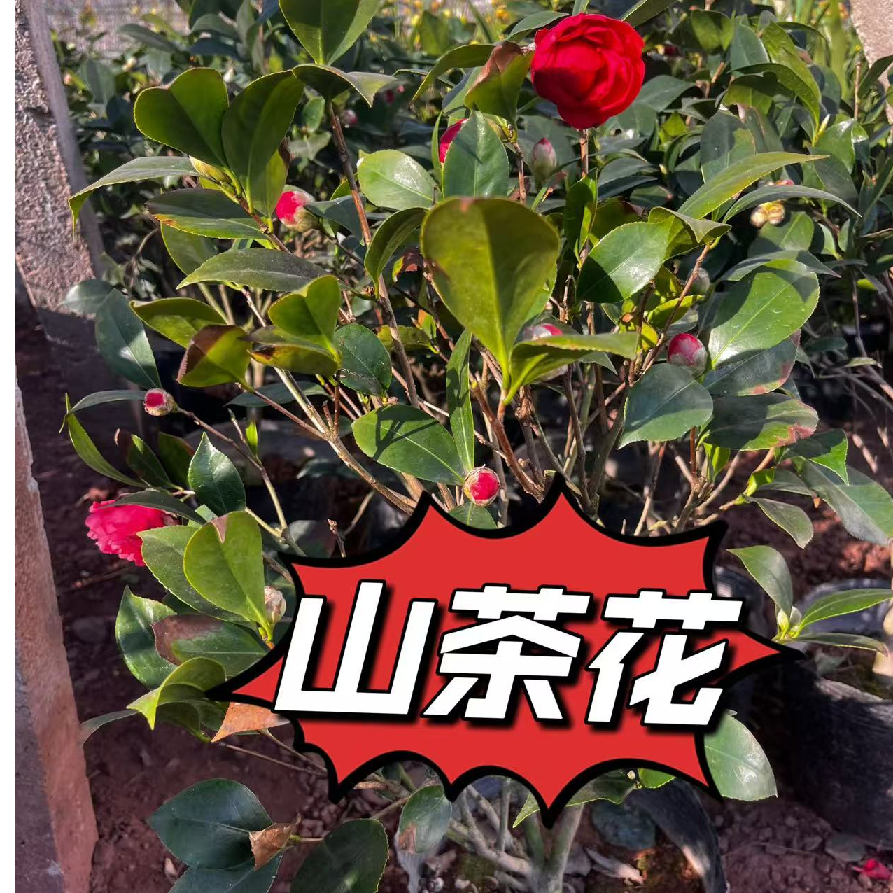 山茶花赤丹带原土带花苞基地直发