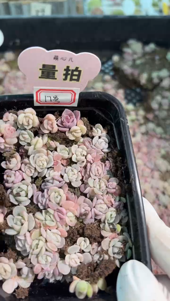 17号切糕1盒 量拍多肉植物