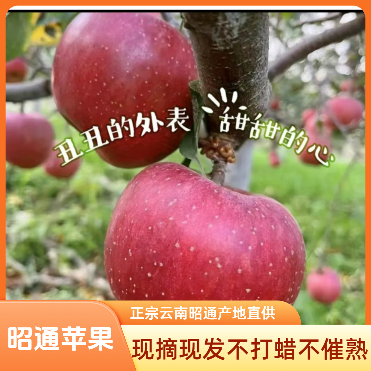 2025红露云南昭通丑苹果冰糖心新鲜采摘当季应季水果产地直发包邮