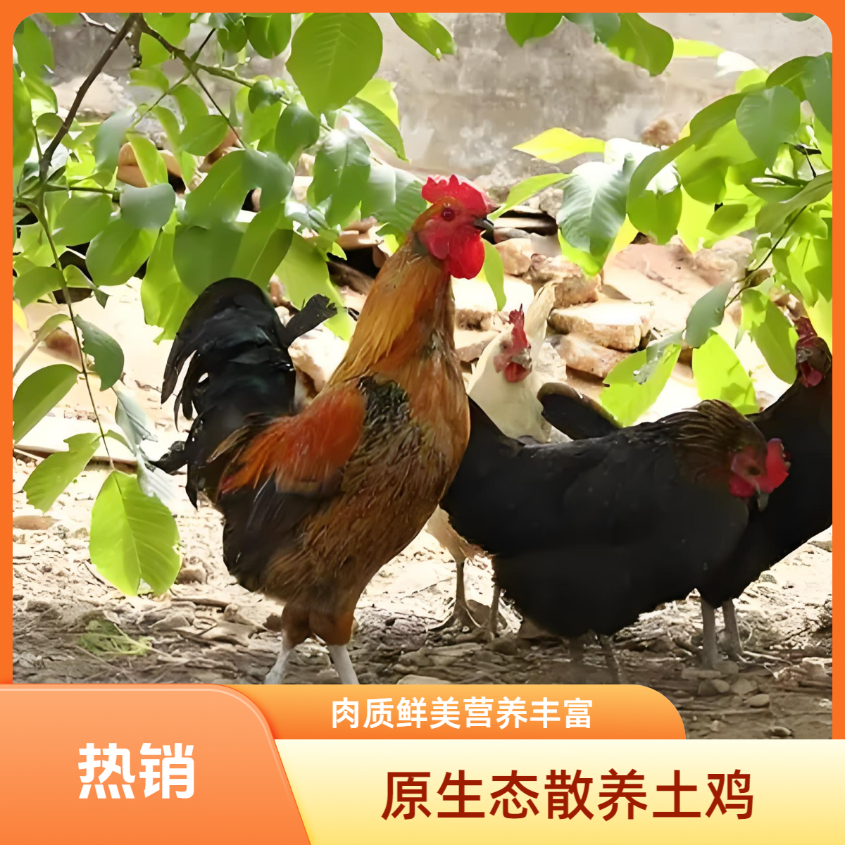 家养土公鸡整只