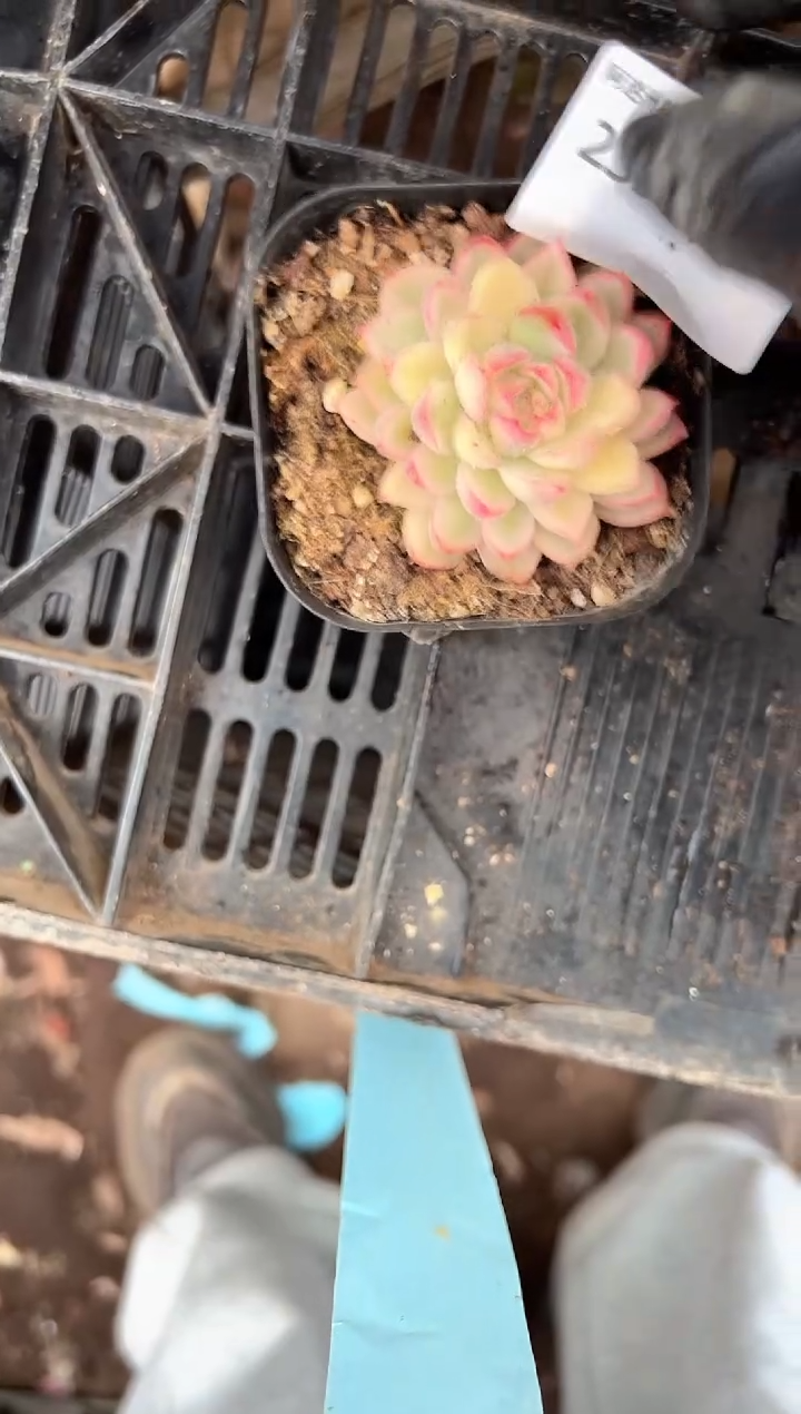 醒*姐多肉植物一物一拍23377