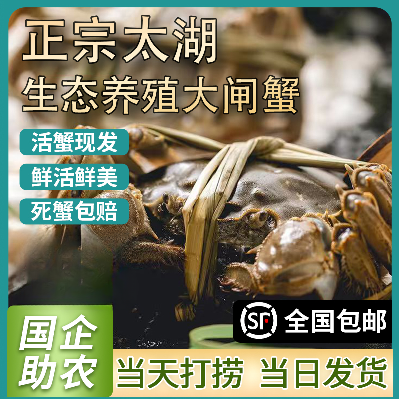 【活蟹】苏州精品大闸蟹 公蟹6两 母蟹5两 8+2（10）只TH