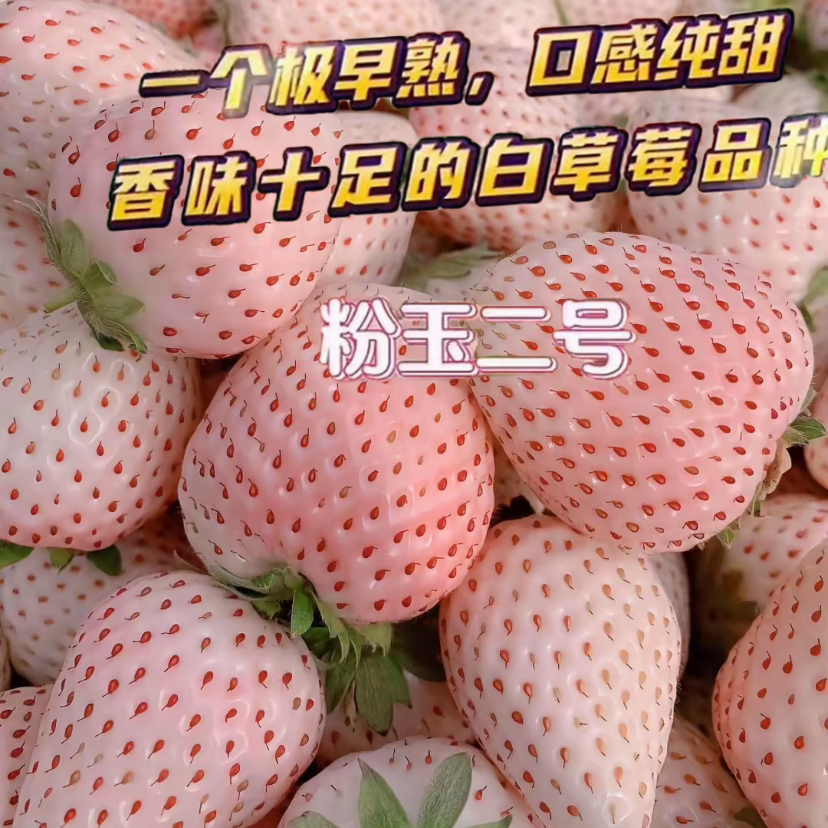 粉白系列露天裸根苗现挖现发盆栽地栽阳台种植南北方可种