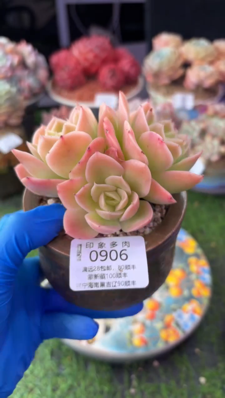 昆明印象多肉0906