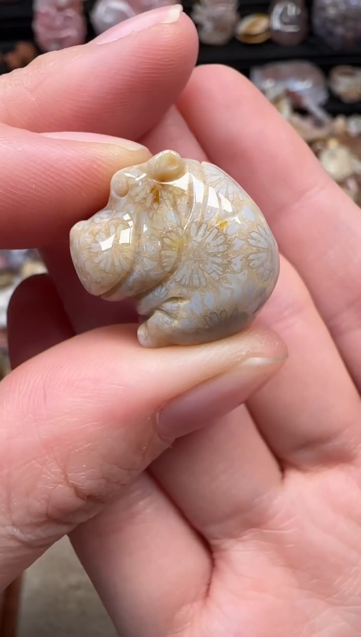 颈饰未镶嵌硅化珊瑚（珊瑚玉）556