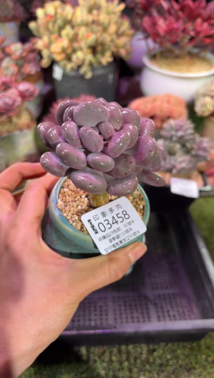 【闪购商品】03458脱土带盆