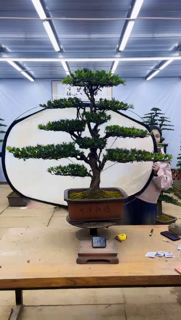 一物一拍，所见即所得