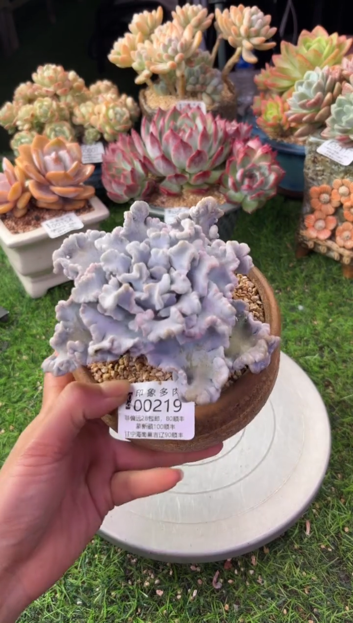 昆明印象多肉00219